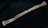 Theropod Tibia (Juvenile Tyrannosaurid?) #14304-1